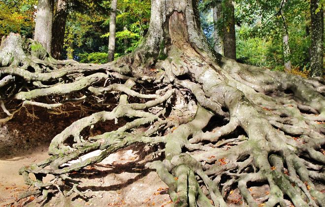 raices