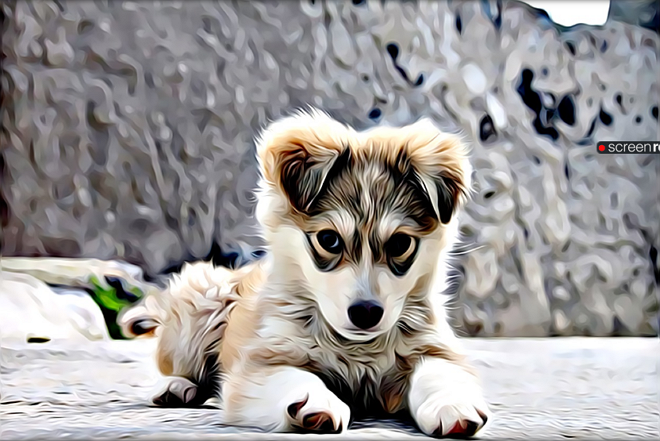 cachorro