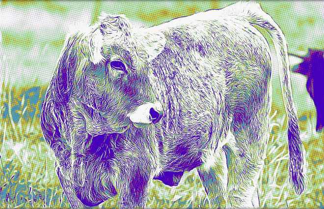 vaca flaca