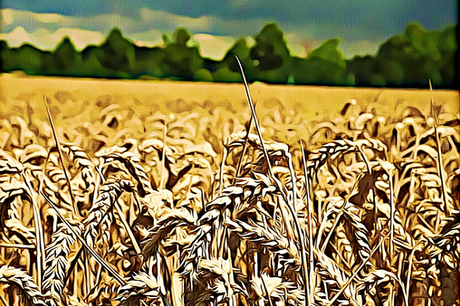 campo de trigo