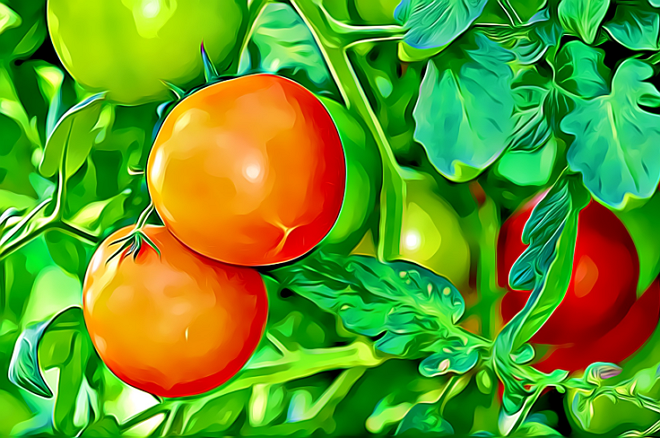 tomates