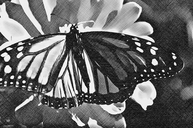 mariposa 2