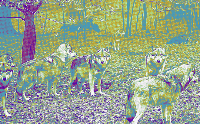 lobos
